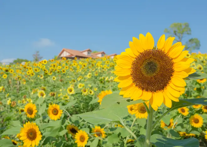 2018年に開花したひまわり