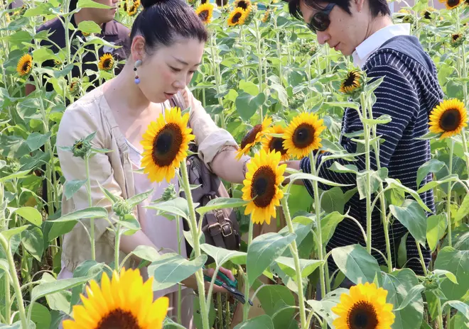 花摘み体験の様子