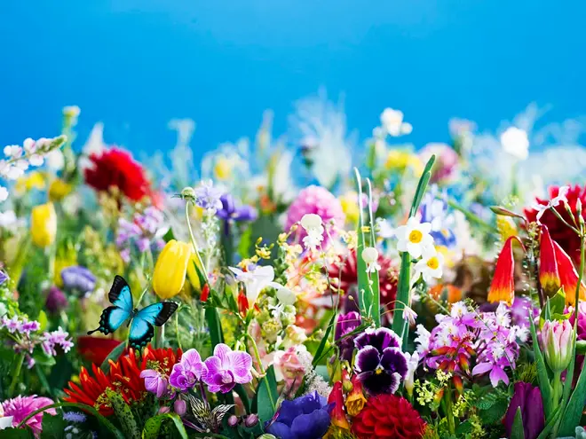 earthly flowers, heavenly colors（2017）（c）mika ninagawa, Courtesy of Tomio Koyama Gallery