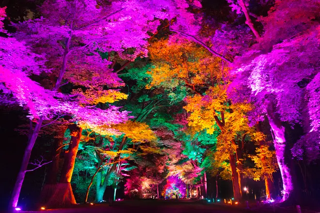 呼応する木々/ Resonating Trees