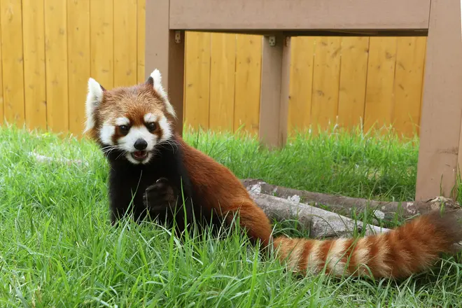 レッサーパンダ