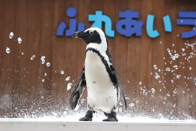 ケープペンギン