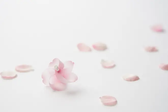 SAKURA KAZAGURUMA-WALL