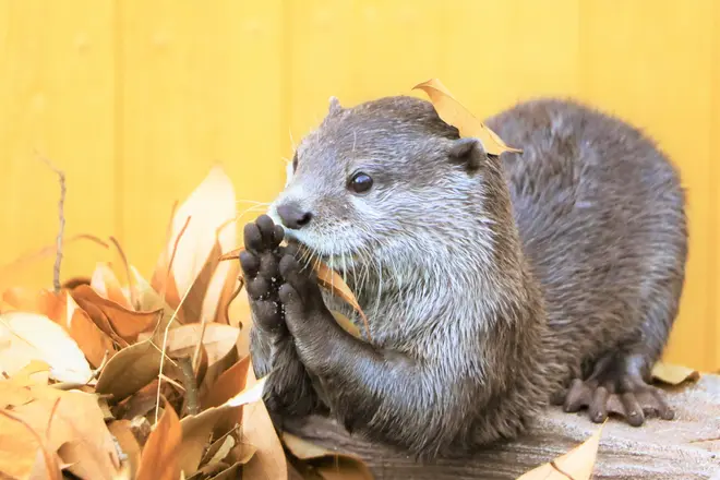 カワウソ