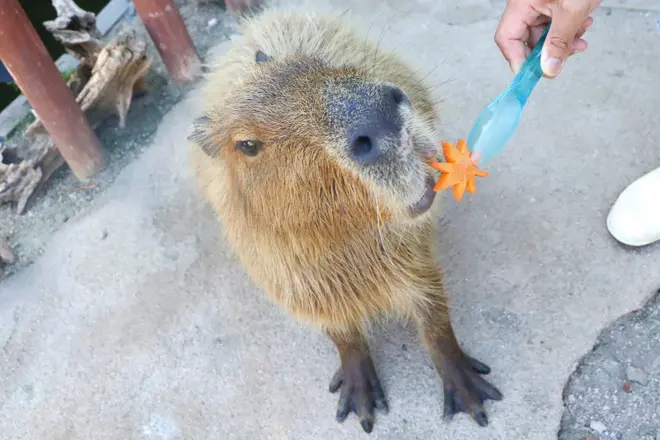 カピバラ