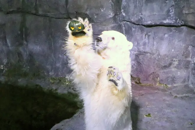ホッキョクグマ