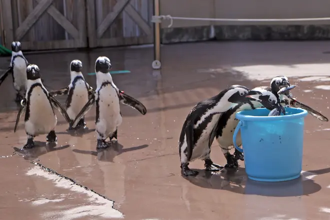 ペンギン