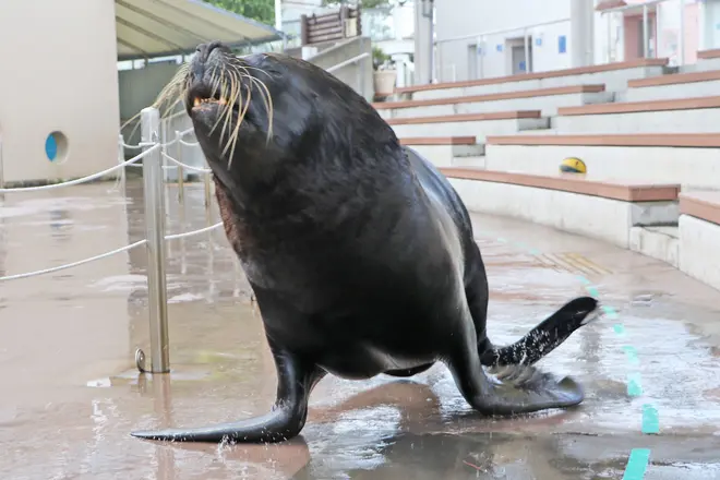 オタリア