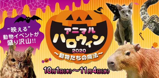 アニマルハロウィン2020～動物たちの魔法～
