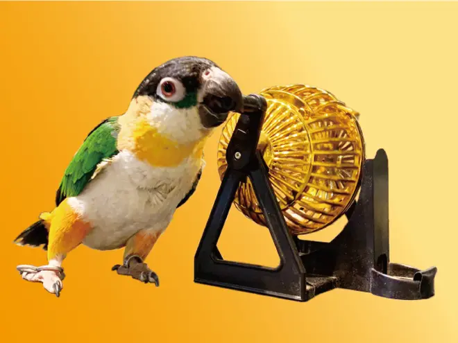 “使い魔”インコの「ルーレット」