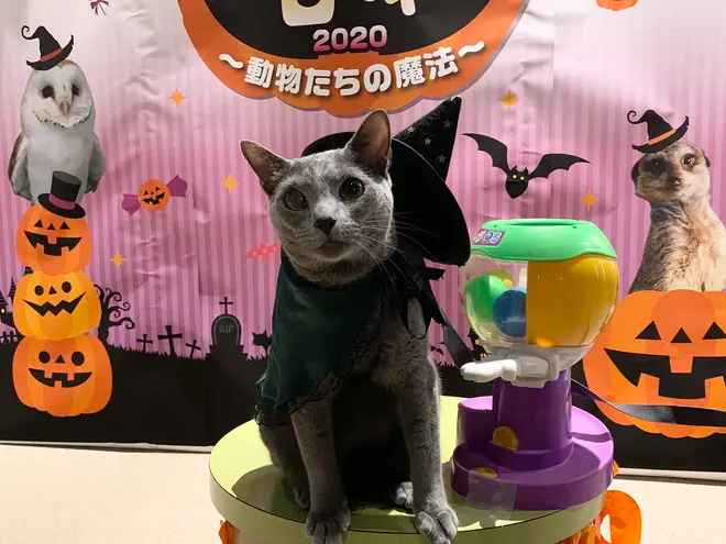 “魔法使い”ネコの「ガチャ」
