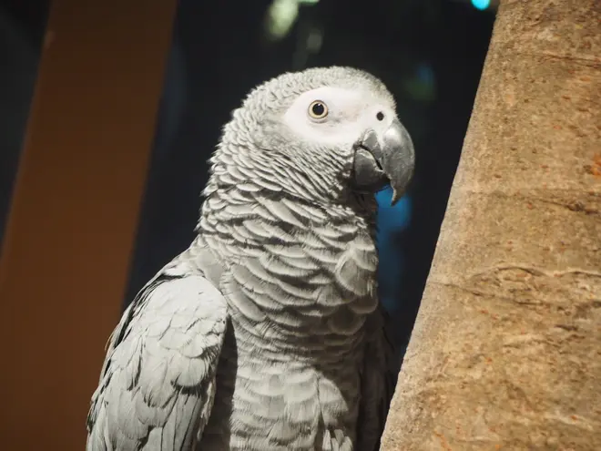 “使い魔”インコの「占い」