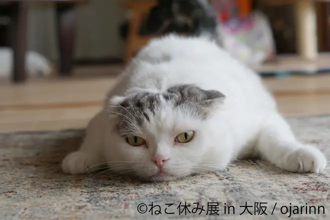 (c)ねこ休み展 in 大阪／ojarinn