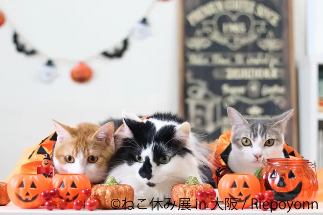 (c)ねこ休み展 in 大阪／Riepoyonn