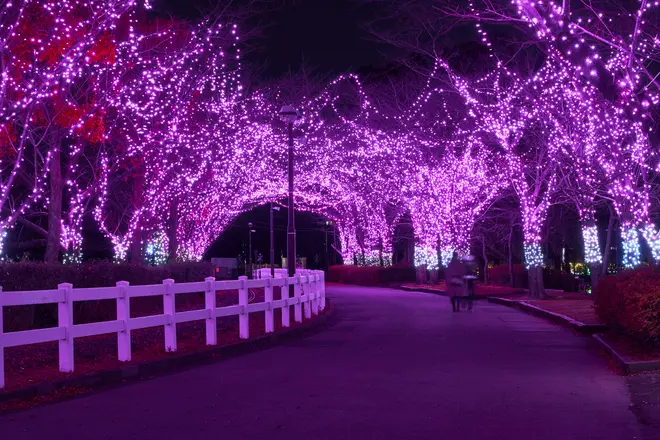 桜イルミネーション