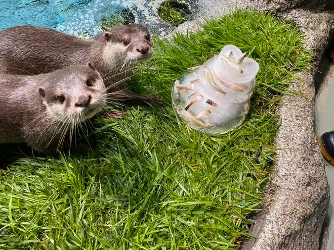 カワウソたちにクリスマスアイスケーキを！ イメージ