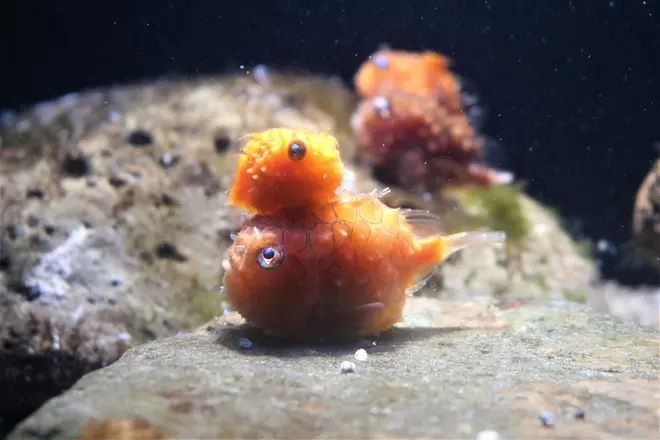 いやしの写真館