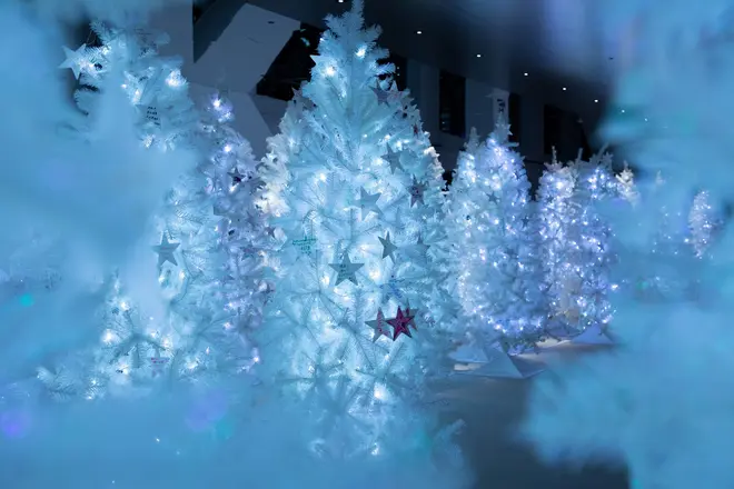 天空の白い森 イメージ