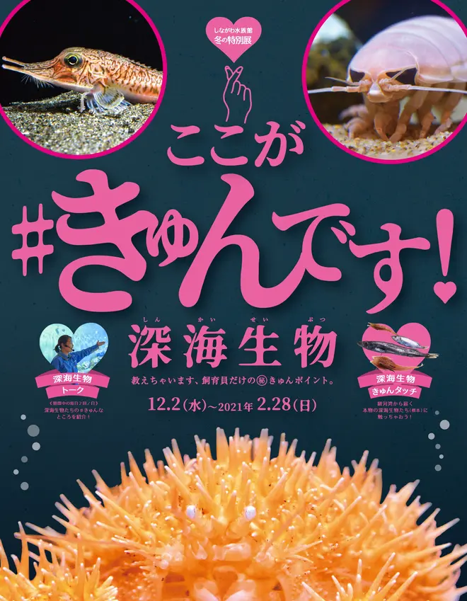 「ここが#きゅんです! 深海生物」