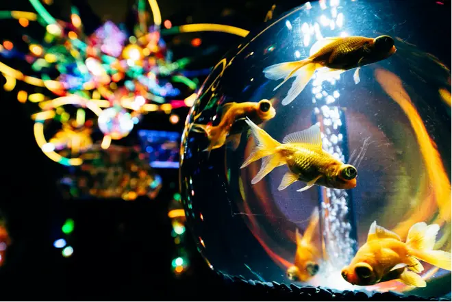 エントランス 水の惑星への旅