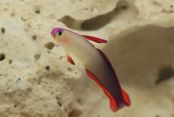 アケボノハゼ