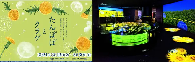 たんぽぽとクラゲ