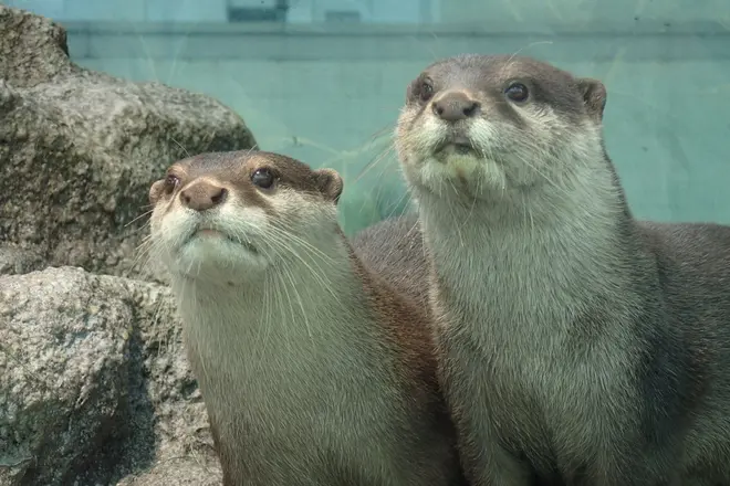 コツメカワウソ イメージ