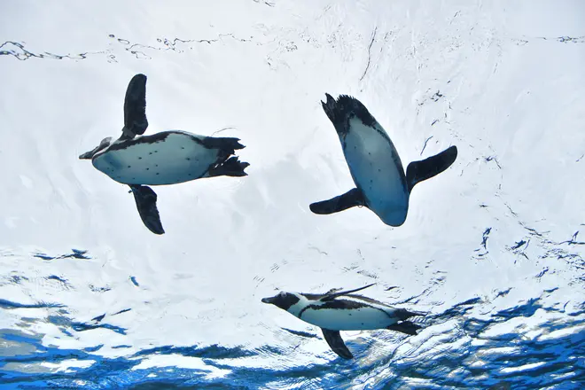 天空のペンギン イメージ