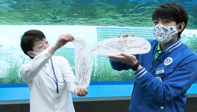 おうちで学ぶ！ペンギン講座 イメージ