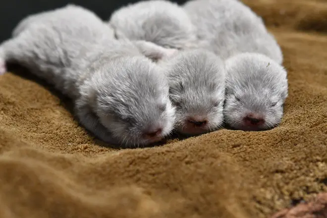 コツメカワウソの赤ちゃん3頭 イメージ