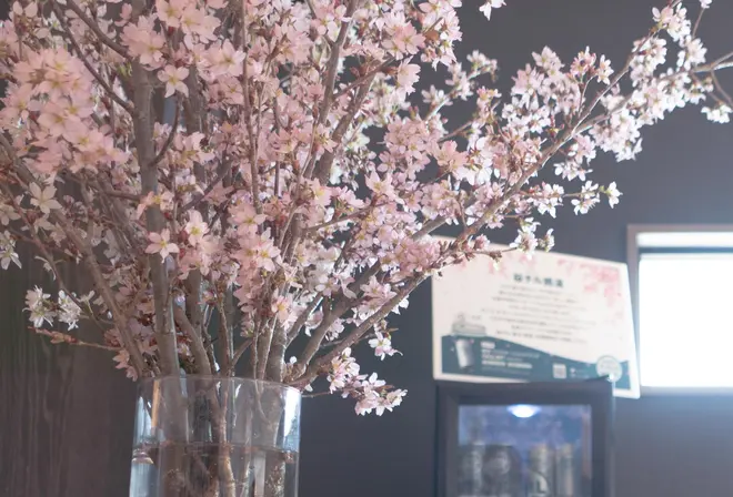 桜の生花
