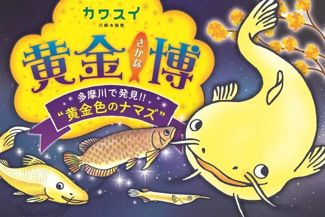 黄金さかな博～多摩川で発見!!“黄金色のナマズ”～