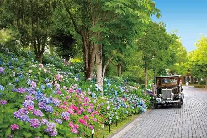 あじさい祭 イメージ