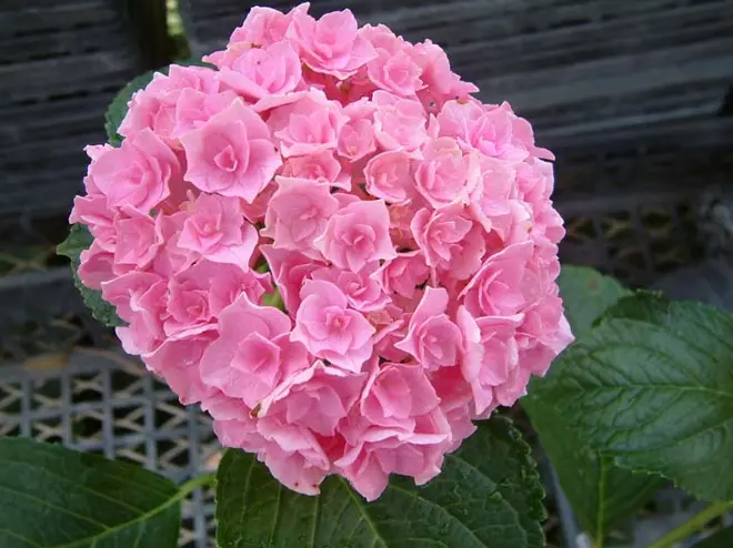 ハウステンボス イメージ