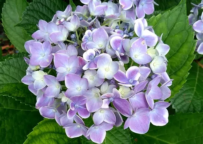 ありがとう イメージ