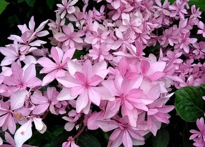 歌合わせ イメージ