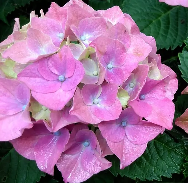 長崎の恋 イメージ