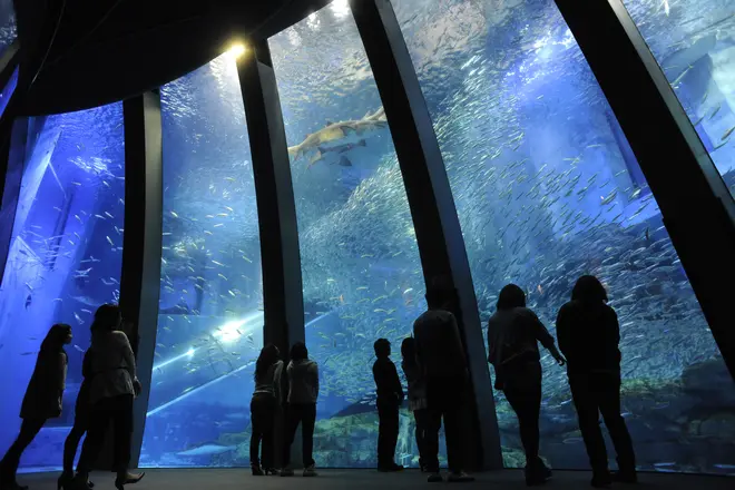 サカナや海の幸の特別展示 イメージ