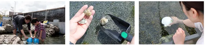 サカナや海の幸とのふれあい イメージ