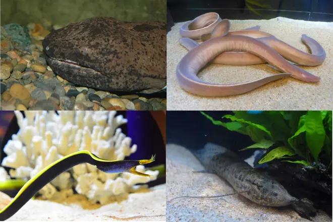 （左上）チュウゴクオオサンショウウオ、（右上）ヌタウナギの仲間、（左下）ハナヒゲウツボ、（右下）ハイギョの仲間 イメージ