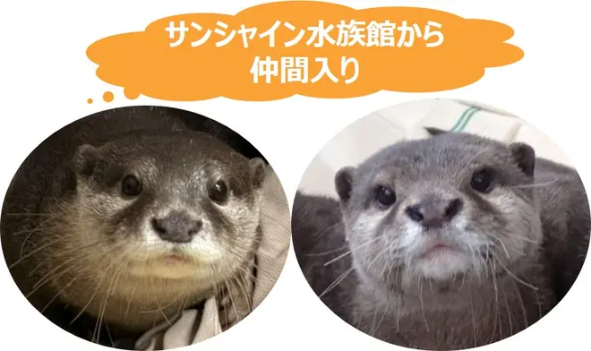 （左）ニコ、（右）シュラ イメージ