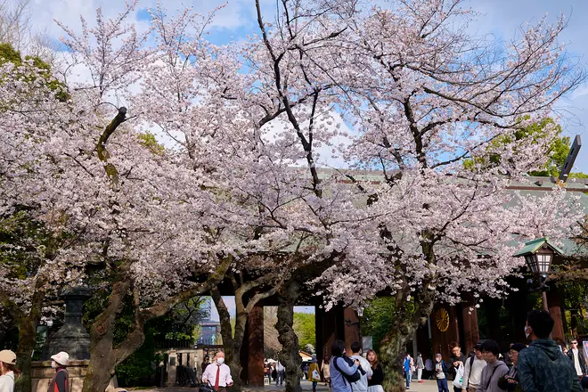 桜の時期の靖國神社