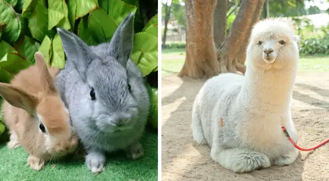 ウサギやアルパカと触れ合える「移動動物園」も開催（画像はイメージ）