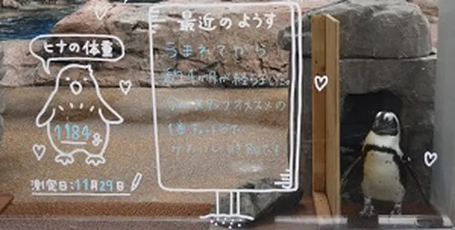 「ペンギンの赤ちゃん成長日誌」イメージ