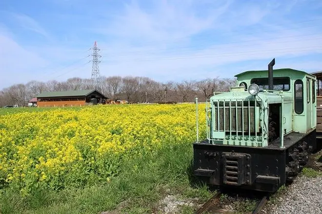 うさぎ乗務員が同乗するトロッコ列車。時期が合えば菜の花も楽しめる