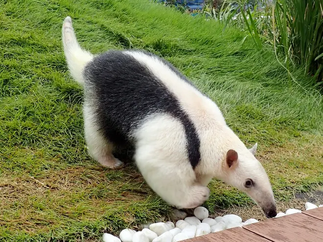 ミナミコアリクイのお散歩タイム