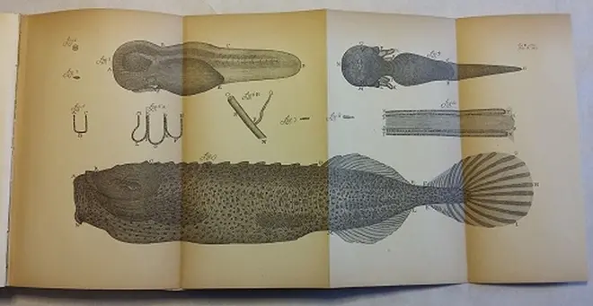 『血液の真の循環』中の 魚のヒレの観察 1688年頃 アントニ･ファン･レーウェンフック ブールハーフェ博物館所蔵©Rijksmuseum Boerhaave, Leiden Inst 1204b 
