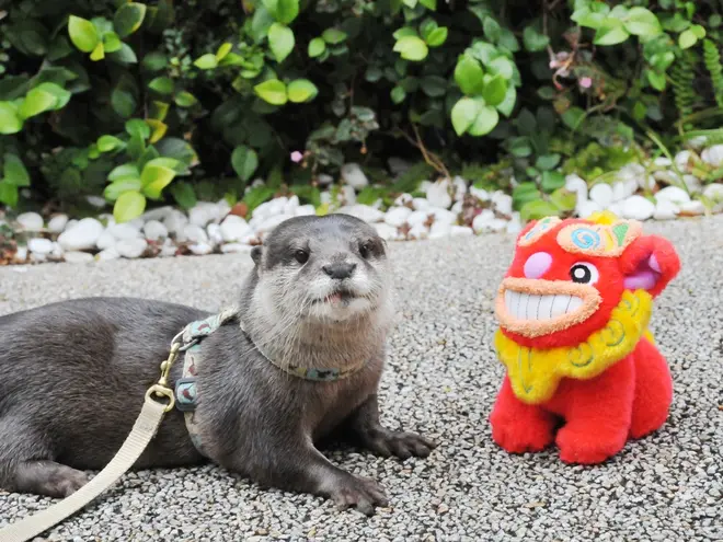 カワウソ・グリーティングタイム