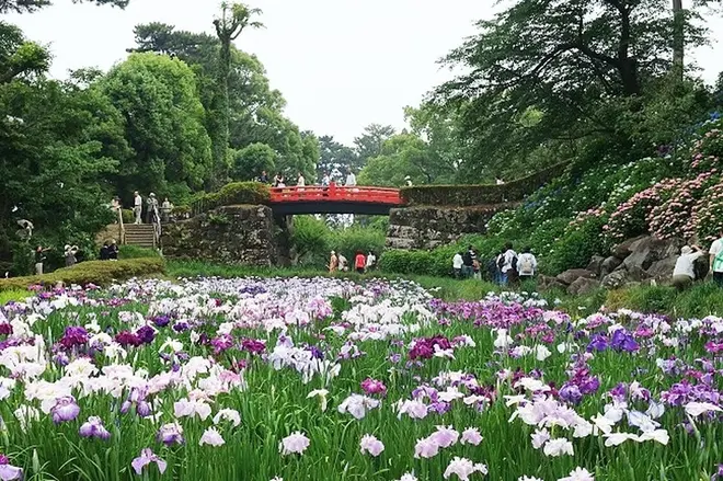 小田原城本丸東堀・花菖蒲園
