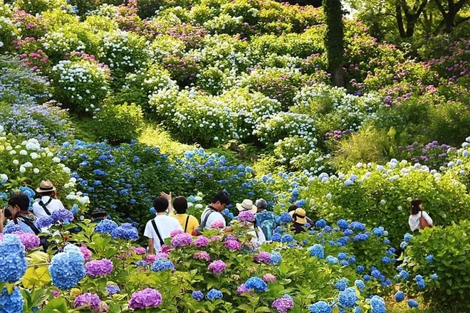 色鮮やかなあじさいの光景